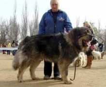 Aysher