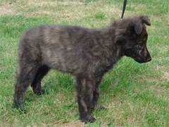 perso.mcom.fr Azaal