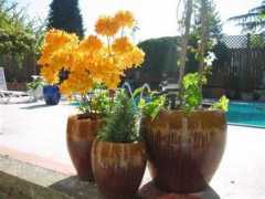 squarefootgardeningtips.com Azaile