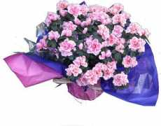 giftlebanon.com Azale