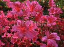 Azalea