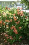 roses.toytrains1.com Azaleas