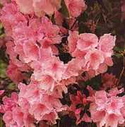 Azaleas