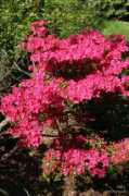 Azaleas