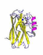 biophysics.unimo.it Azurin