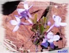 mapren.com Azye