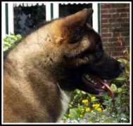Azzam