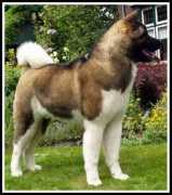 Azzam