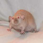 ratzrealm.tripod.com Baaboo