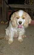 Baark