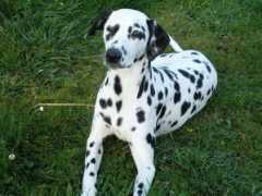 dalmatiner-bonito-cachorro.de Baasim