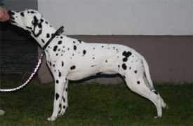 dalmatiner-bonito-cachorro.de Baasim