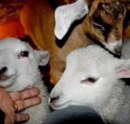 bennersfarm.com Babier