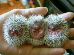 Babies