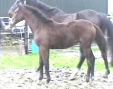 majesticgaits.com Babitha