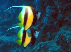 divers.proline.lv Babochki
