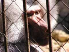 pierre.basmoreau.free.fr Baboin