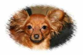 kelpie.it Babosha