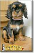 dogoftheday.com Babouchka