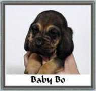 Babybo