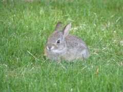 Babybunny