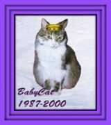 Babycat