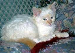 Babykat