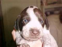 solsticekennels.com Babyluna