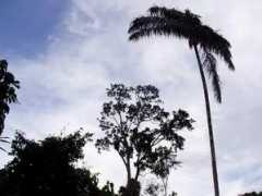 Bacaba