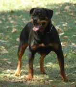 windegokennel.com Bacara