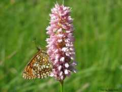 Bacea