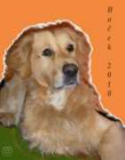 Bacek