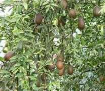 homecitrusgrowers.co.uk Baches
