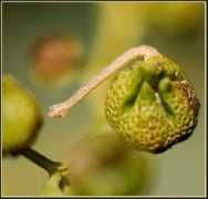 Bachino