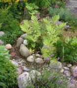 gartenblick.de Bachla