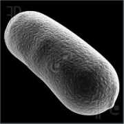 featurepics.com Bacillus