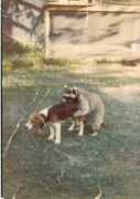 romanpoet.org Baddog