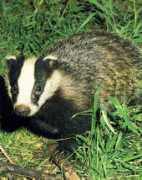 Badger