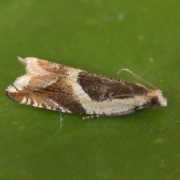 habitas.org.uk Badiana