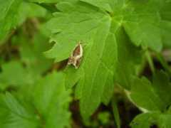 galerie-insecte.org Badiana