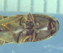 Badius