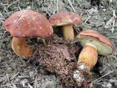 Badius