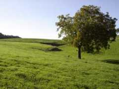 Badok