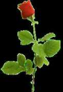 ginevra2000.it Badrose