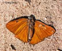 butterfliesandmoths.org Badyak