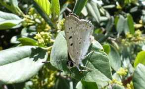 butterfliesandmoths.org Badyak