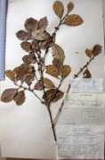 pngplants.org Baehni