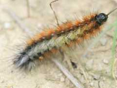 schmetterling-raupe.de Baetica