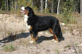 Bafin