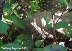 armadillo-online.org Bagatini